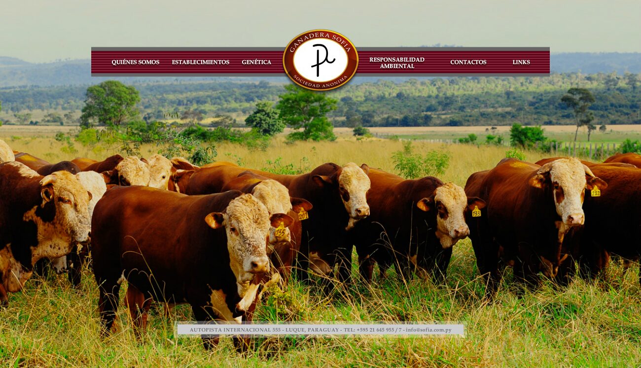 Another of the rotating home photographs: the herd out in the field — Ganadera Sofía